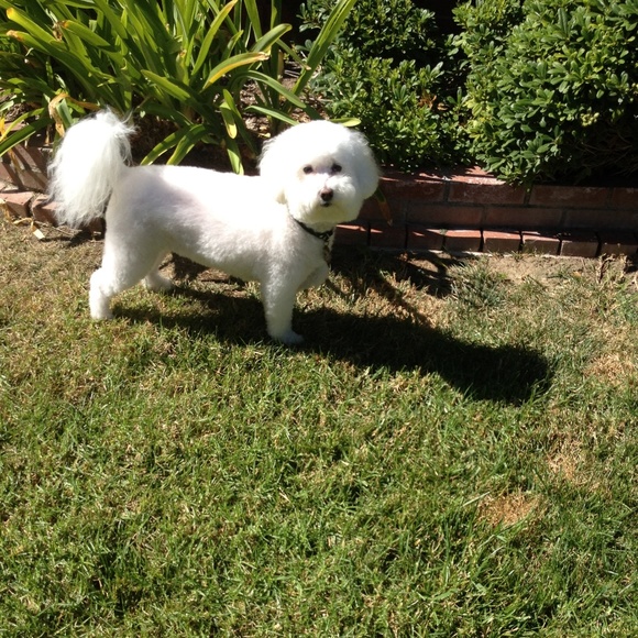 🐾 Welcome to my closet!  Happy Poshing! 🐾 - Picture 2 of 4